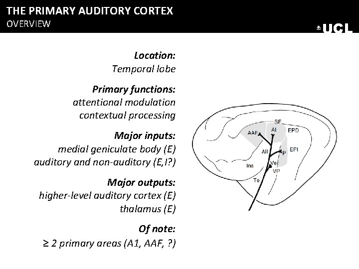 THE PRIMARY AUDITORY CORTEX OVERVIEW UCL Location: Temporal lobe Primary functions: attentional modulation contextual THE PRIMARY AUDITORY CORTEX OVERVIEW UCL Location: Temporal lobe Primary functions: attentional modulation contextual