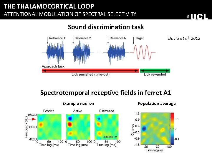 THE THALAMOCORTICAL LOOP ATTENTIONAL MODULATION OF SPECTRAL SELECTIVITY UCL Sound discrimination task David et THE THALAMOCORTICAL LOOP ATTENTIONAL MODULATION OF SPECTRAL SELECTIVITY UCL Sound discrimination task David et