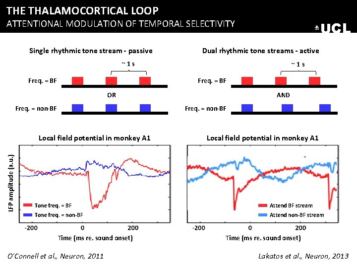 THE THALAMOCORTICAL LOOP ATTENTIONAL MODULATION OF TEMPORAL SELECTIVITY Single rhythmic tone stream - passive THE THALAMOCORTICAL LOOP ATTENTIONAL MODULATION OF TEMPORAL SELECTIVITY Single rhythmic tone stream - passive