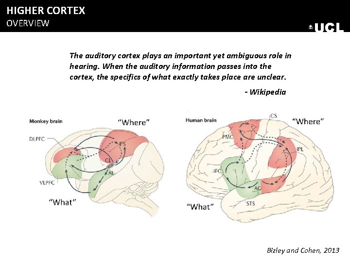 HIGHER CORTEX OVERVIEW UCL The auditory cortex plays an important yet ambiguous role in HIGHER CORTEX OVERVIEW UCL The auditory cortex plays an important yet ambiguous role in