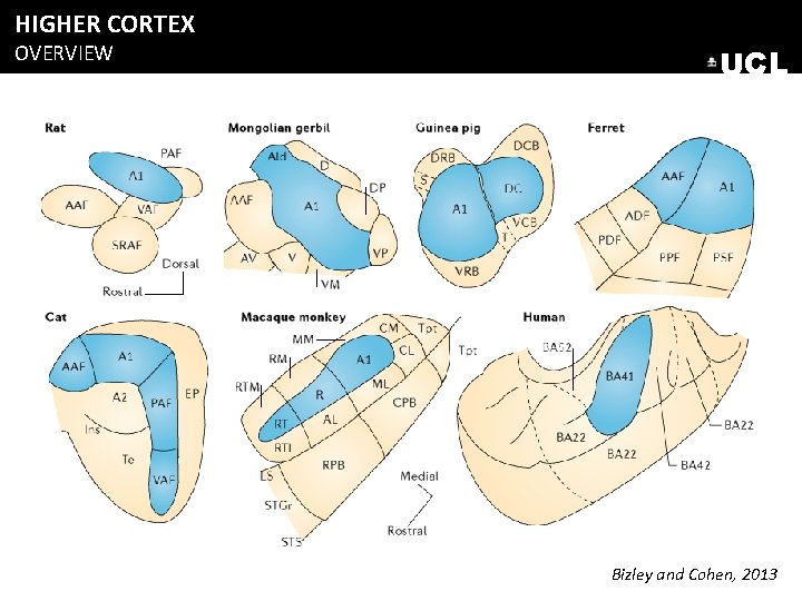 HIGHER CORTEX OVERVIEW UCL “Where” “What” Bizley and Cohen, 2013 HIGHER CORTEX OVERVIEW UCL “Where” “What” Bizley and Cohen, 2013