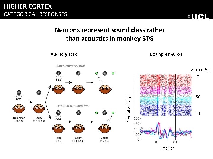 HIGHER CORTEX CATEGORICAL RESPONSES UCL Neurons represent sound class rather than acoustics in monkey HIGHER CORTEX CATEGORICAL RESPONSES UCL Neurons represent sound class rather than acoustics in monkey