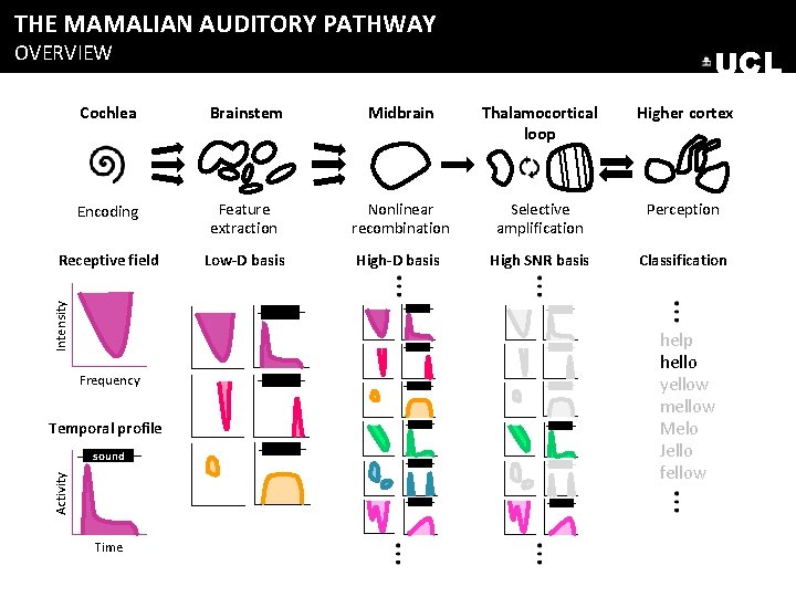 THE MAMALIAN AUDITORY PATHWAY OVERVIEW UCL Brainstem Midbrain Thalamocortical loop Higher cortex Encoding Feature THE MAMALIAN AUDITORY PATHWAY OVERVIEW UCL Brainstem Midbrain Thalamocortical loop Higher cortex Encoding Feature