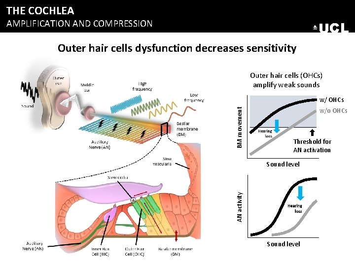 THE COCHLEA AMPLIFICATION AND COMPRESSION UCL Outer hair cells dysfunction decreases sensitivity Outer hair THE COCHLEA AMPLIFICATION AND COMPRESSION UCL Outer hair cells dysfunction decreases sensitivity Outer hair