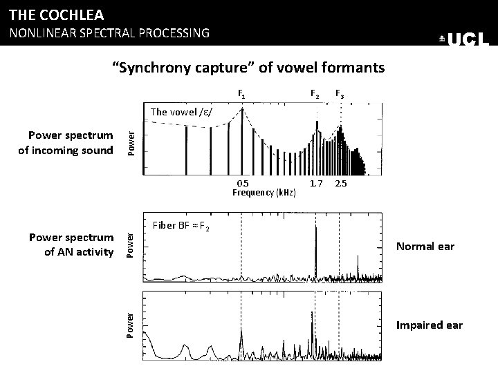 THE COCHLEA NONLINEAR SPECTRAL PROCESSING UCL “Synchrony capture” of vowel formants F 1 F THE COCHLEA NONLINEAR SPECTRAL PROCESSING UCL “Synchrony capture” of vowel formants F 1 F