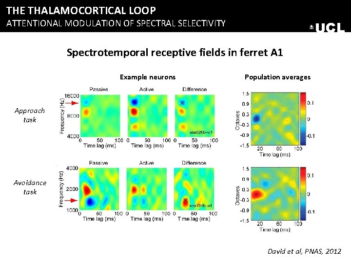 THE THALAMOCORTICAL LOOP ATTENTIONAL MODULATION OF SPECTRAL SELECTIVITY UCL Spectrotemporal receptive fields in ferret THE THALAMOCORTICAL LOOP ATTENTIONAL MODULATION OF SPECTRAL SELECTIVITY UCL Spectrotemporal receptive fields in ferret