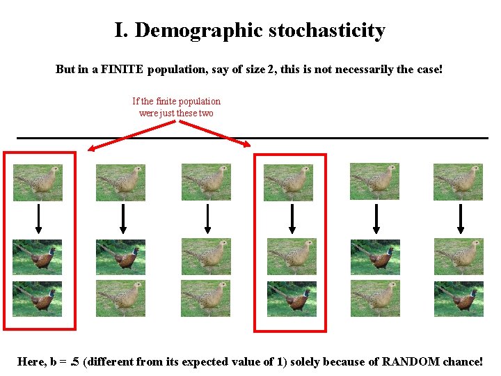 I. Demographic stochasticity But in a FINITE population, say of size 2, this is