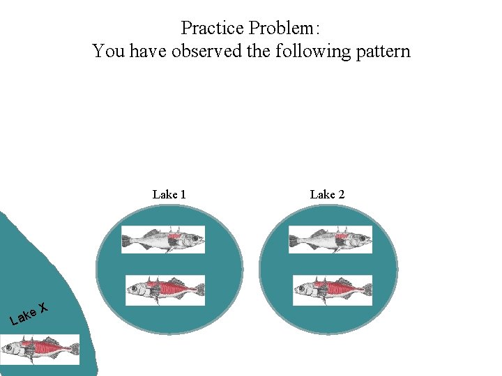 Practice Problem: You have observed the following pattern Lake 1 e Lak X Lake