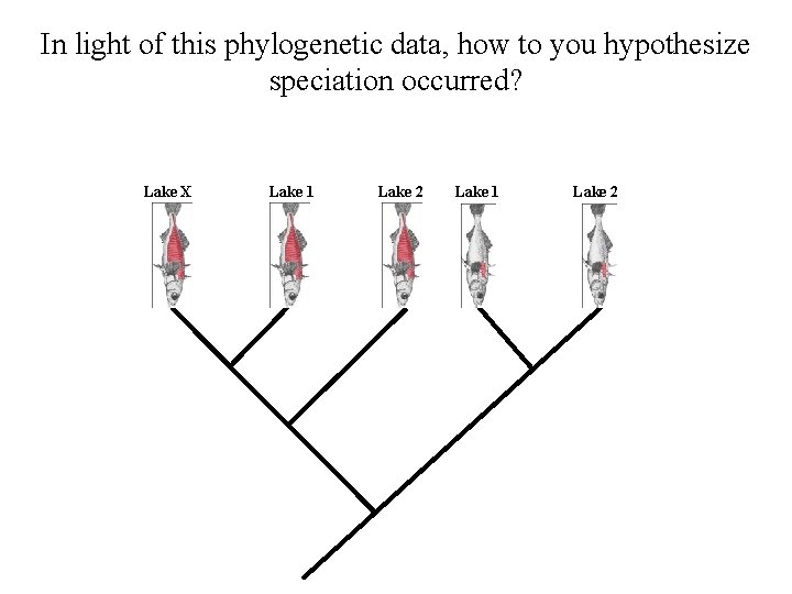 In light of this phylogenetic data, how to you hypothesize speciation occurred? Lake X