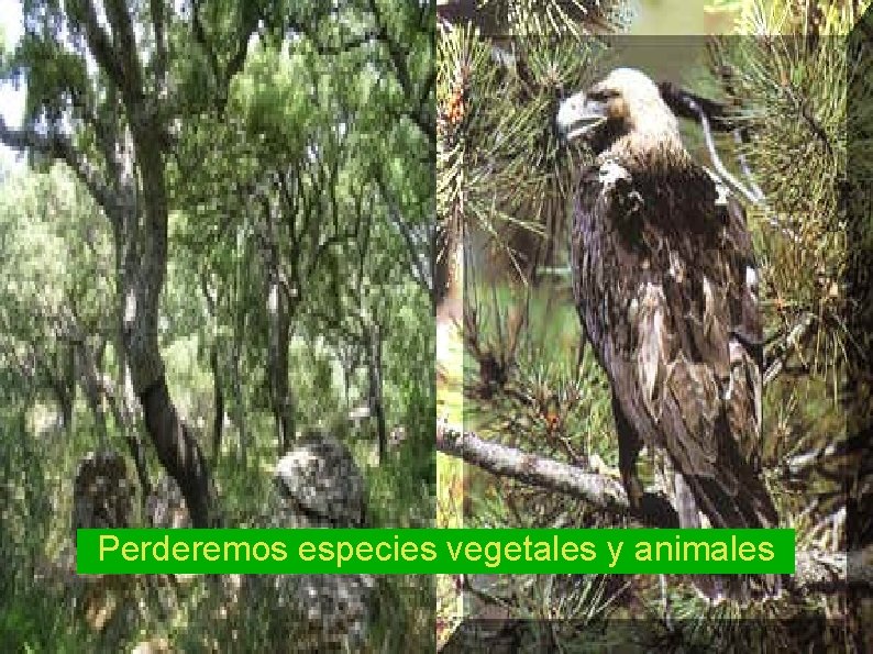 Perderemos especies vegetales y animales 