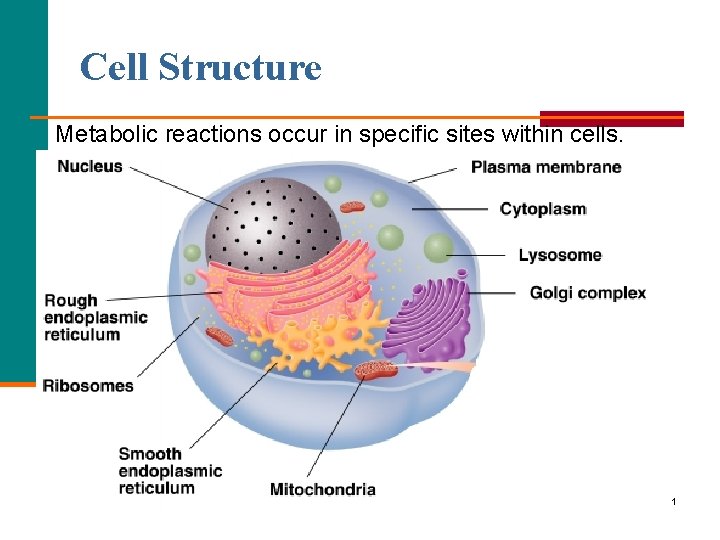 Cell Structure Metabolic reactions occur in specific sites within cells. 1 