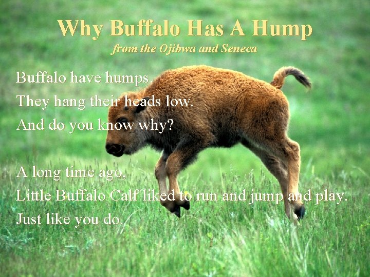 Why Buffalo Has A Hump from the Ojibwa and Seneca Buffalo have humps. They