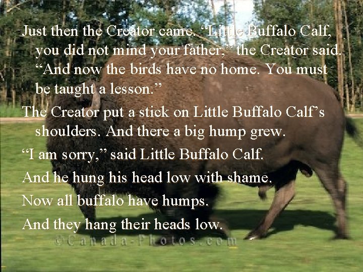 Just then the Creator came. “Little Buffalo Calf, you did not mind your father,