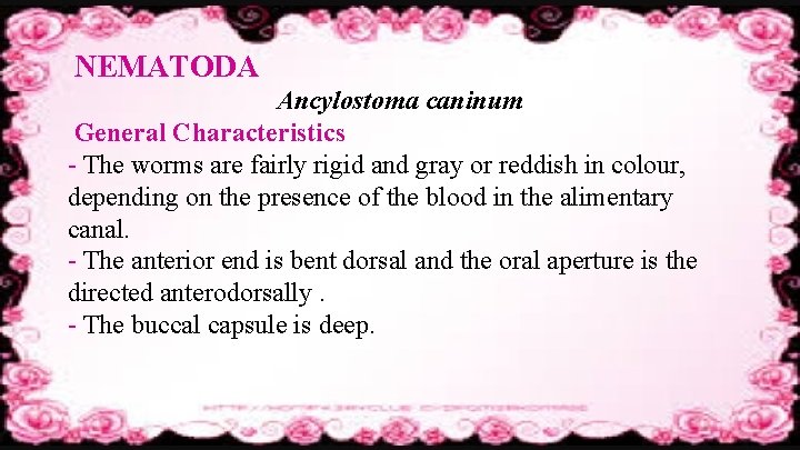 NEMATODA Ancylostoma caninum General Characteristics - The worms are fairly rigid and gray or