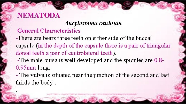 NEMATODA Ancylostoma caninum General Characteristics -There are bears three teeth on either side of
