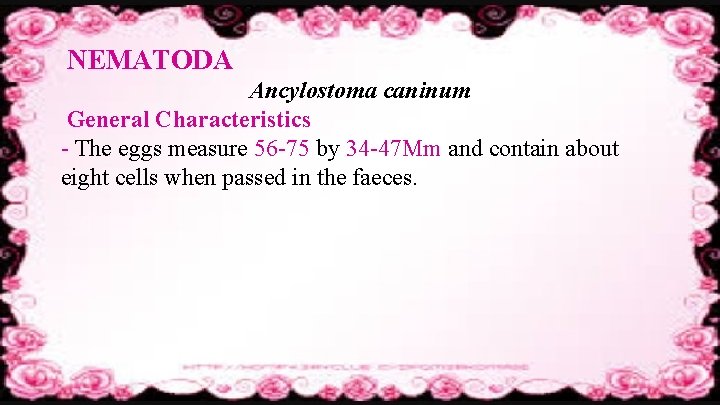 NEMATODA Ancylostoma caninum General Characteristics - The eggs measure 56 -75 by 34 -47