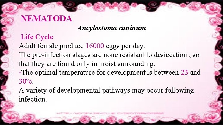 NEMATODA Ancylostoma caninum Life Cycle Adult female produce 16000 eggs per day. The pre-infection