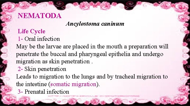 NEMATODA Ancylostoma caninum Life Cycle 1 - Oral infection May be the larvae are