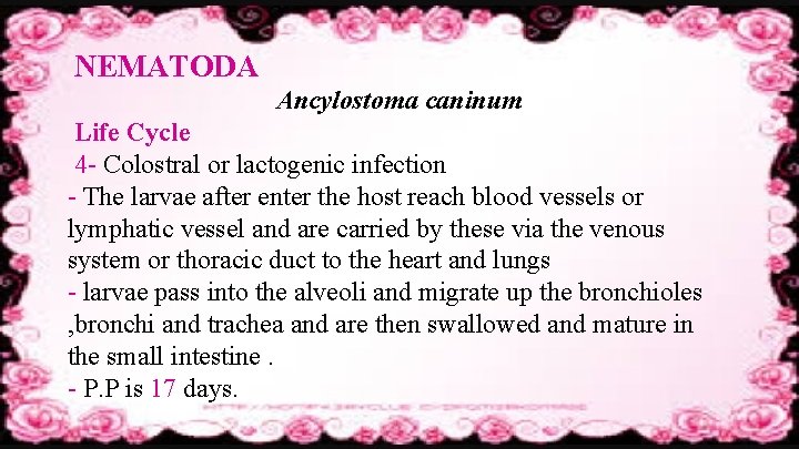 NEMATODA Ancylostoma caninum Life Cycle 4 - Colostral or lactogenic infection - The larvae