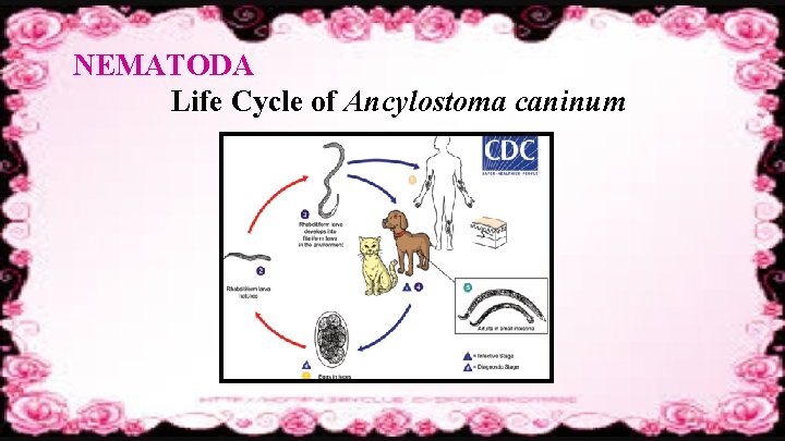 NEMATODA Life Cycle of Ancylostoma caninum 