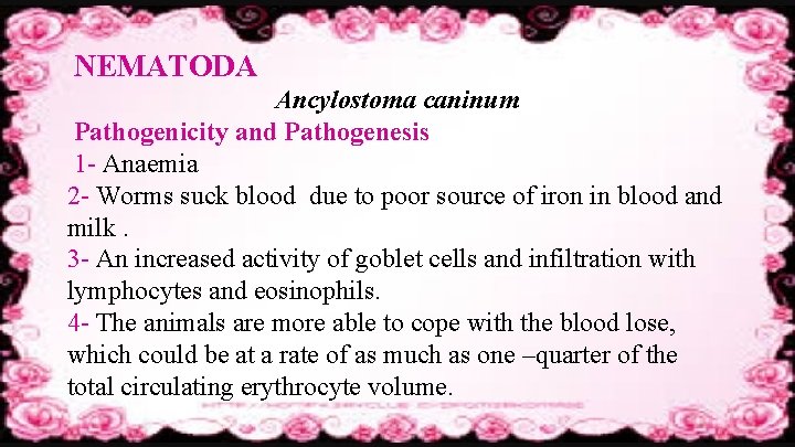 NEMATODA Ancylostoma caninum Pathogenicity and Pathogenesis 1 - Anaemia 2 - Worms suck blood