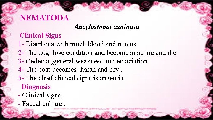 NEMATODA Ancylostoma caninum Clinical Signs 1 - Diarrhoea with much blood and mucus. 2
