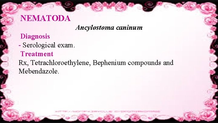 NEMATODA Ancylostoma caninum Diagnosis - Serological exam. Treatment Rx, Tetrachloroethylene, Bephenium compounds and Mebendazole.