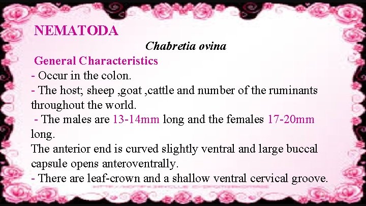 NEMATODA Chabretia ovina General Characteristics - Occur in the colon. - The host; sheep