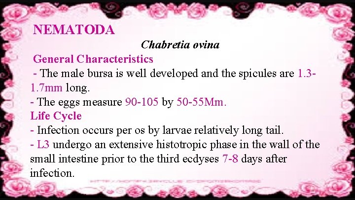 NEMATODA Chabretia ovina General Characteristics - The male bursa is well developed and the