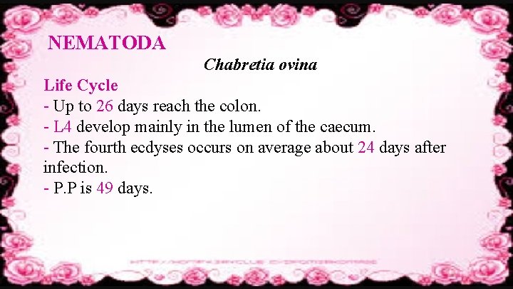 NEMATODA Chabretia ovina Life Cycle - Up to 26 days reach the colon. -