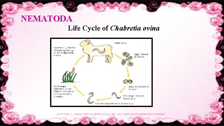 NEMATODA Life Cycle of Chabretia ovina 
