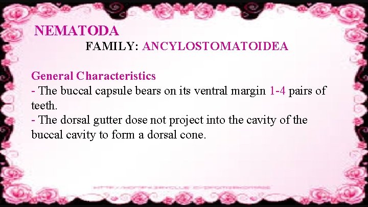 NEMATODA FAMILY: ANCYLOSTOMATOIDEA General Characteristics - The buccal capsule bears on its ventral margin
