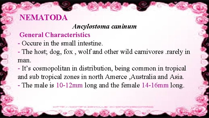 NEMATODA Ancylostoma caninum General Characteristics - Occure in the small intestine. - The host;