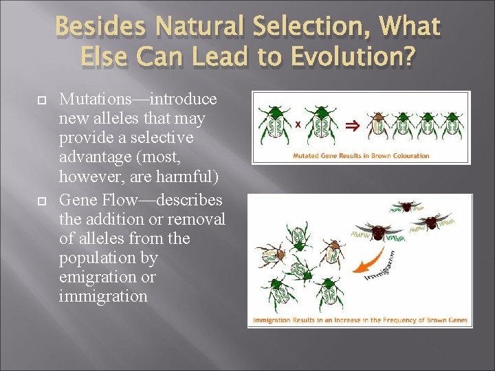 Besides Natural Selection, What Else Can Lead to Evolution? Mutations—introduce new alleles that may