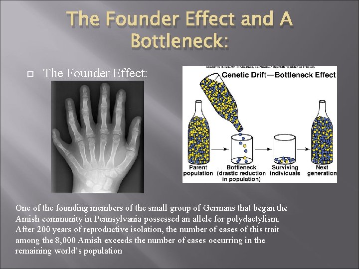 The Founder Effect and A Bottleneck: The Founder Effect: One of the founding members