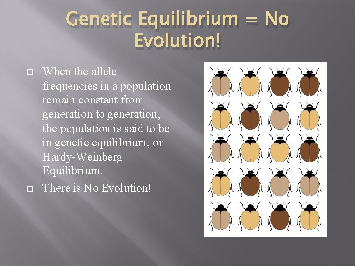 Genetic Equilibrium = No Evolution! When the allele frequencies in a population remain constant