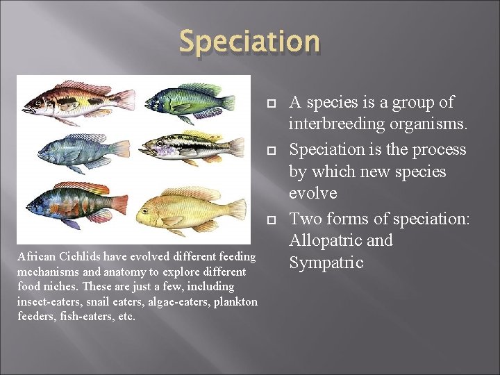 Speciation African Cichlids have evolved different feeding mechanisms and anatomy to explore different food