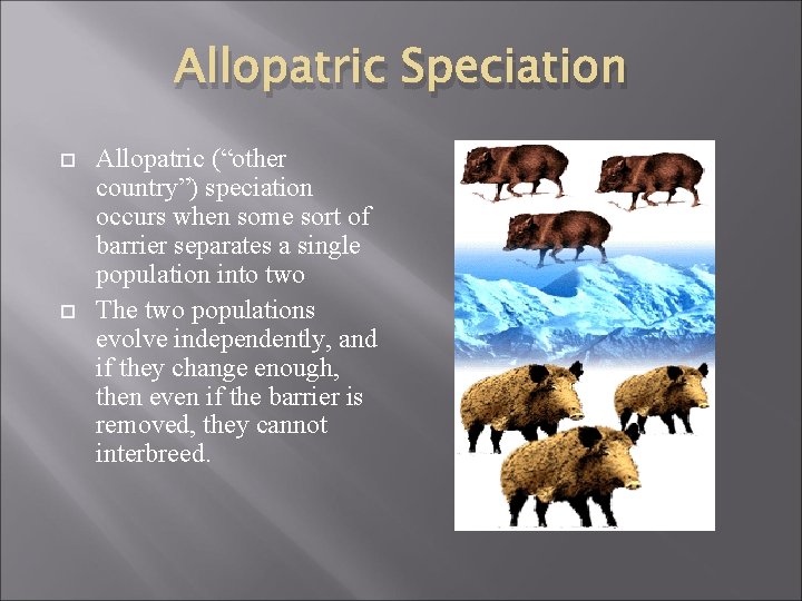 Allopatric Speciation Allopatric (“other country”) speciation occurs when some sort of barrier separates a