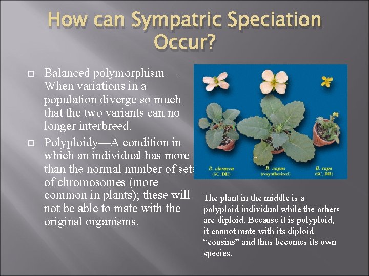 How can Sympatric Speciation Occur? Balanced polymorphism— When variations in a population diverge so