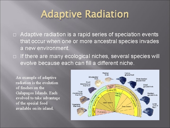 Adaptive Radiation � � Adaptive radiation is a rapid series of speciation events that
