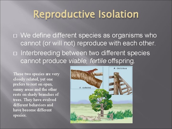 Reproductive Isolation � � We define different species as organisms who cannot (or will