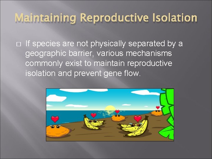 Maintaining Reproductive Isolation � If species are not physically separated by a geographic barrier,
