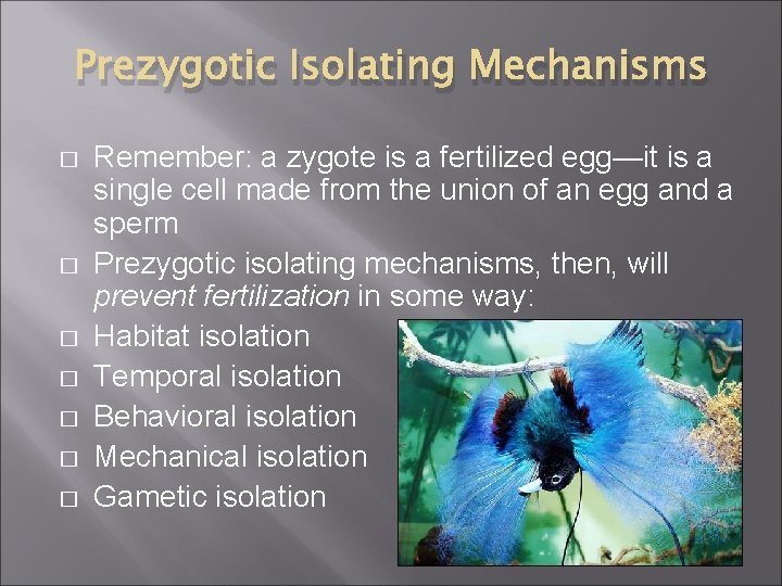 Prezygotic Isolating Mechanisms � � � � Remember: a zygote is a fertilized egg—it