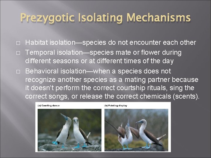 Prezygotic Isolating Mechanisms � � � Habitat isolation—species do not encounter each other Temporal