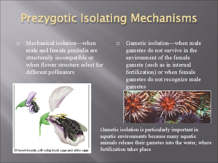 Prezygotic Isolating Mechanisms Mechanical isolation—when male and female genitalia are structurally incompatible or when