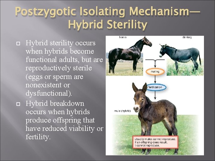 Postzygotic Isolating Mechanism— Hybrid Sterility Hybrid sterility occurs when hybrids become functional adults, but