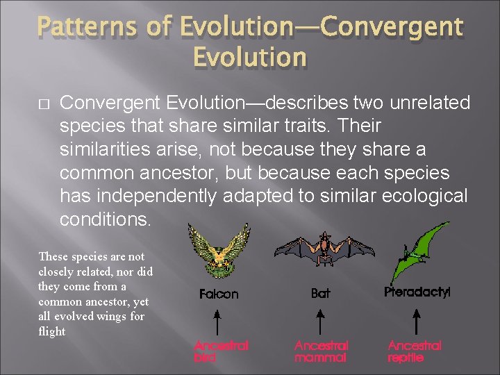Patterns of Evolution—Convergent Evolution � Convergent Evolution—describes two unrelated species that share similar traits.