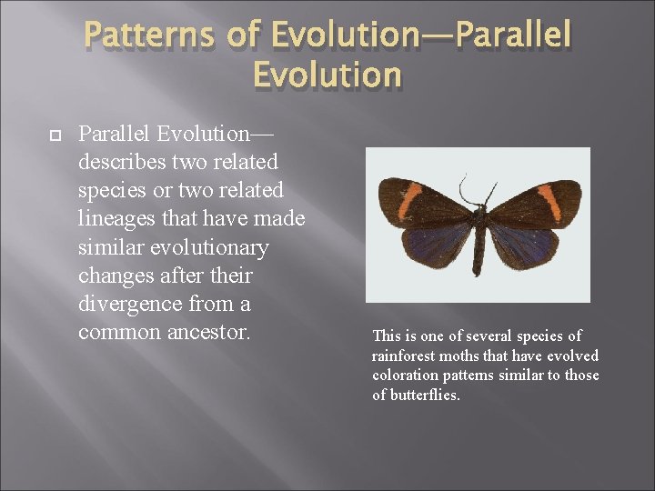 Patterns of Evolution—Parallel Evolution Parallel Evolution— describes two related species or two related lineages