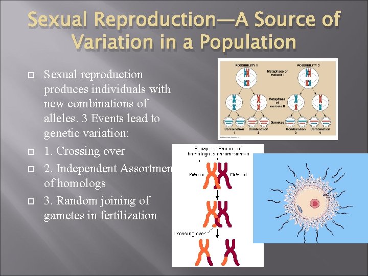 Sexual Reproduction—A Source of Variation in a Population Sexual reproduction produces individuals with new