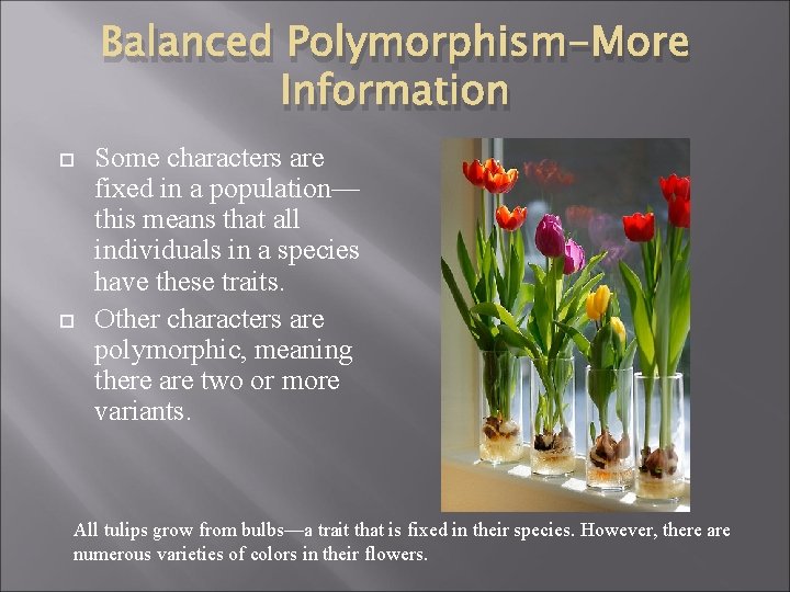 Balanced Polymorphism-More Information Some characters are fixed in a population— this means that all